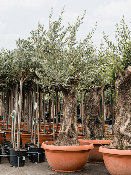 Olea europaea