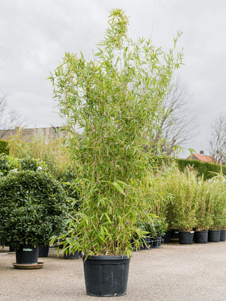 Phyllostachys Aurea