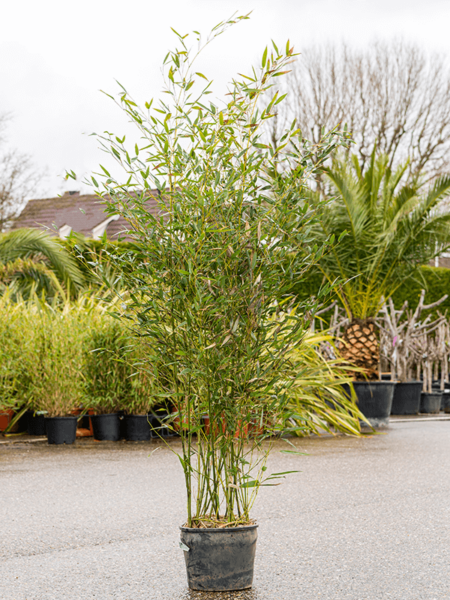 Phyllostachys bissetii