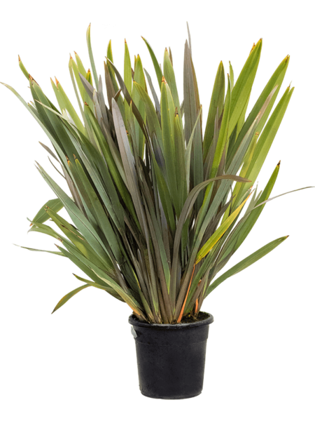 Phormium tenax 'purpureum'