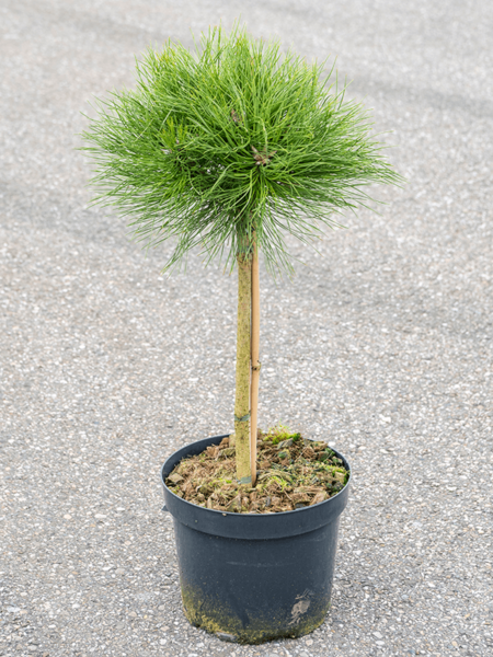 Pinus 'Marie BREGEON'