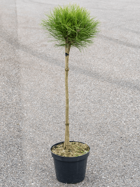 Pinus 'Marie BREGEON'