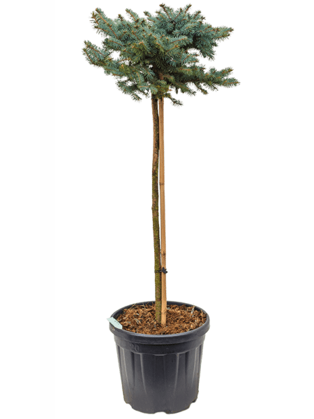 Picea Pungens 'Glauca Globosa'