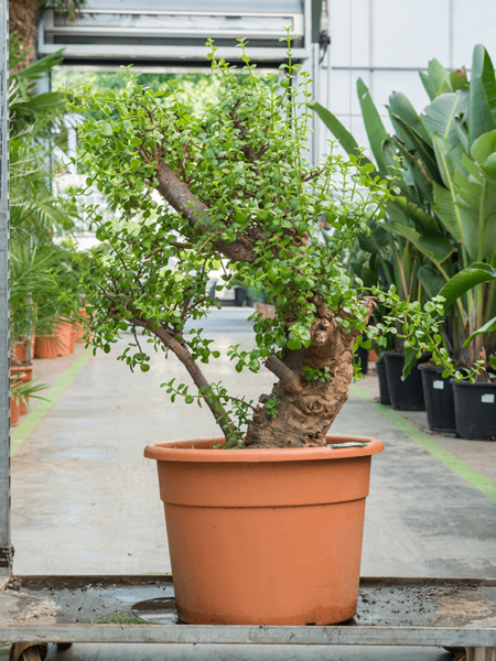 Portulacaria AFRA