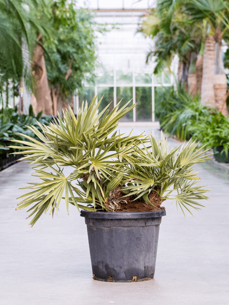 Trithrinax campestris