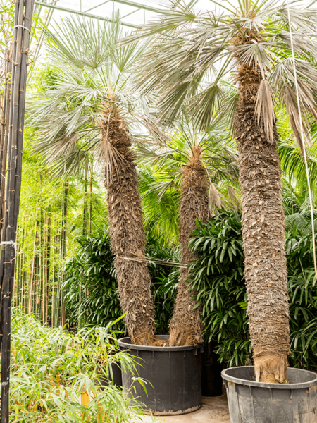 Trithrinax campestris