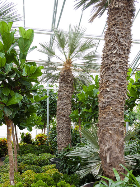 Trithrinax campestris