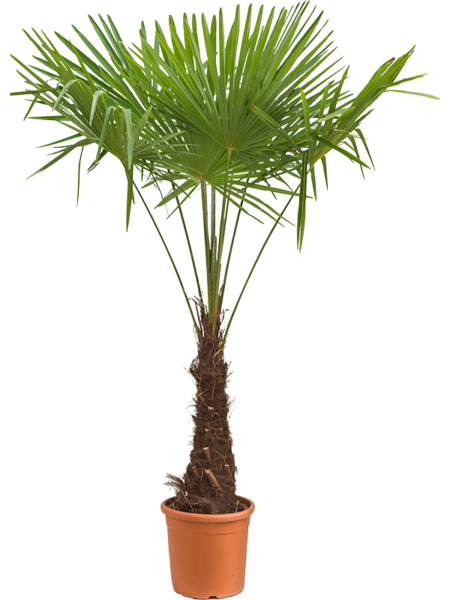 Trachycarpus fortunei