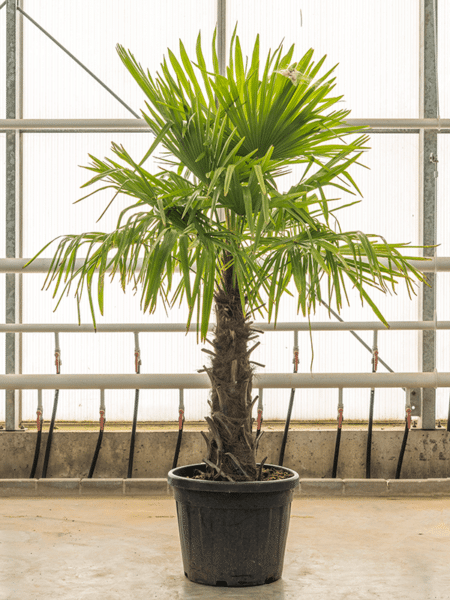 Trachycarpus fortunei