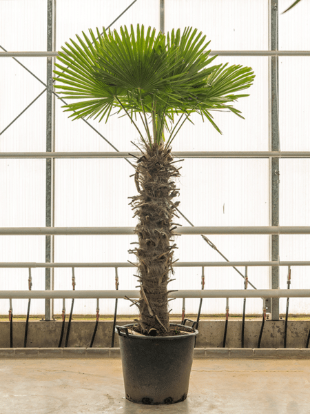 Trachycarpus fortunei