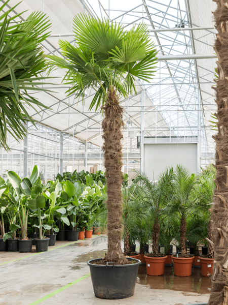 Trachycarpus fortunei