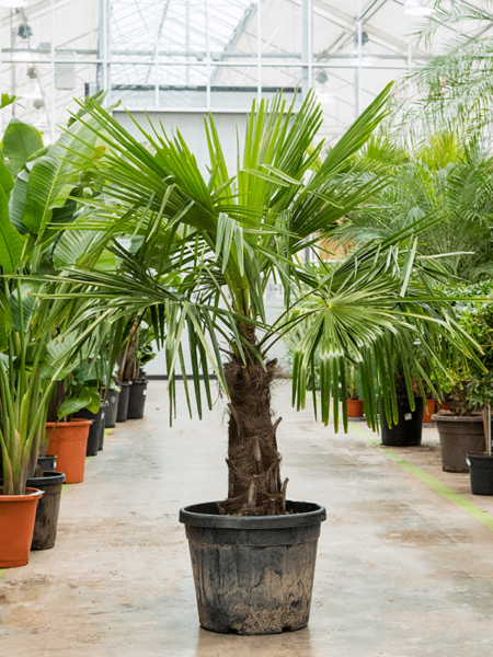 Trachycarpus fortunei