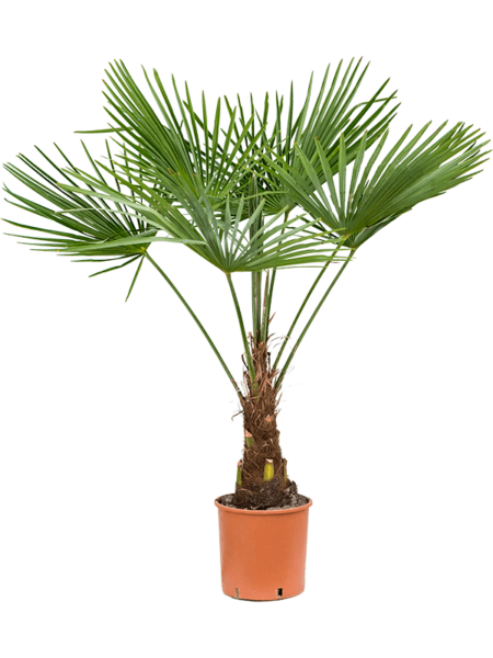 Trachycarpus fortunei