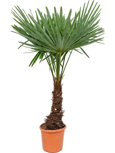 Trachycarpus fortunei