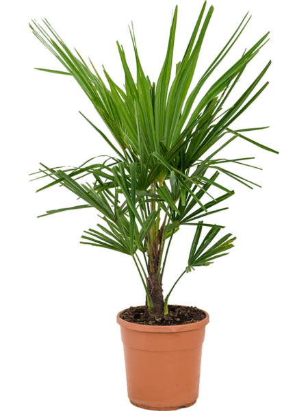 Trachycarpus fortunei