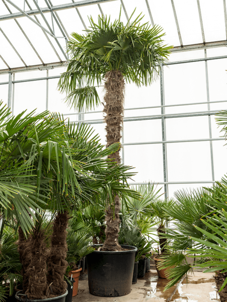 Trachycarpus fortunei