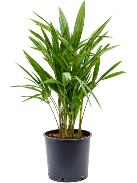 Trachycarpus fortunei