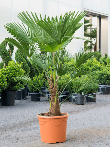 Trachycarpus wagnerianus